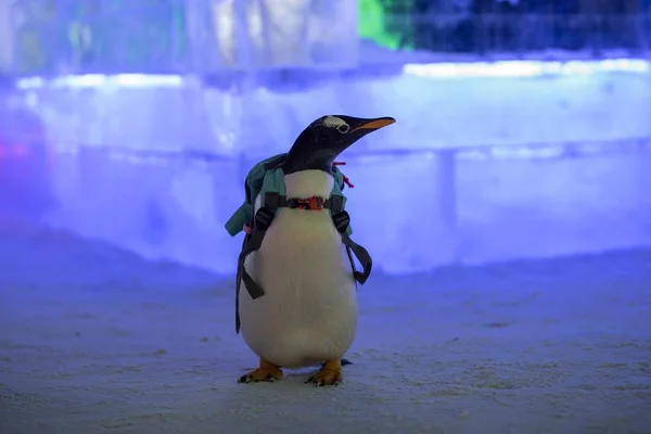 Tučňák Pytlem Navštíví Čína Harbin Ledu Sněhu Svět 2019 Harbin — Stock fotografie