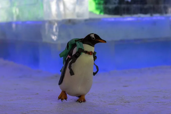 Pinguim Carregando Saco Visita 20Th China Harbin Ice Snow World — Fotografia de Stock