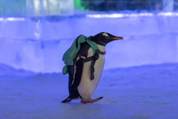 Pinguim Carregando Saco Visita 20Th China Harbin Ice Snow World — Fotografia de Stock