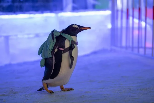 Pinguino Che Trasporta Una Borsa Visita 20Esima Cina Harbin Ice — Foto Stock