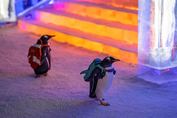 Pinguins Levando Sacos Visitar 20Th China Harbin Ice Snow World — Fotografia de Stock