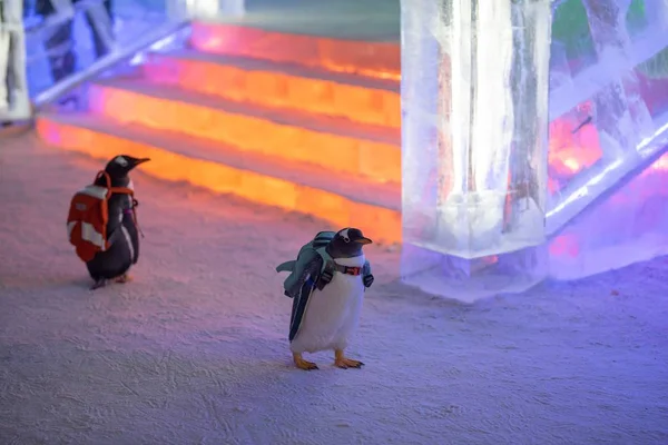 Pinguine Mit Taschen Besuchen Die Chinesische Eis Und Schneewelt 2019 — Stockfoto