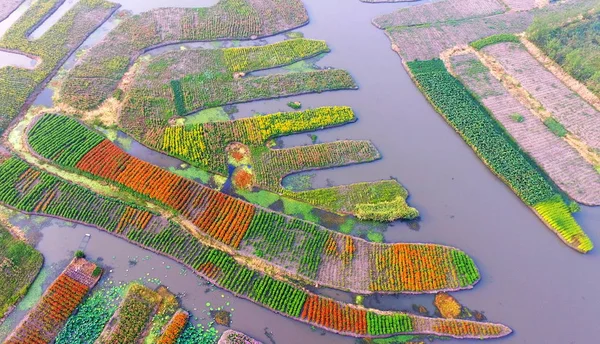 Aerial View Colorful Marigold Fields Scenic Spot Xinghua City East — Stock Photo, Image