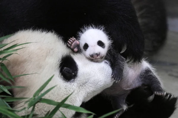 Один Місячний Гігантський Panda Дитинча Зображений Своєю Матір Шанхаї Бази — стокове фото