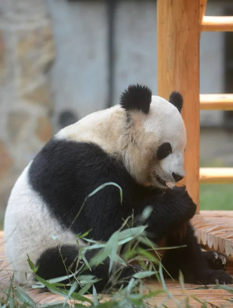 2016年9月13日 一只大熊猫在中国东部江苏省扬州市的一个动物园里吃莫安卡克形状的饲料 — 图库照片