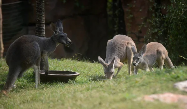 Cangurus Comem Forragens Forma Bolo Lua Zoológico Cidade Yangzhou Província — Fotografia de Stock