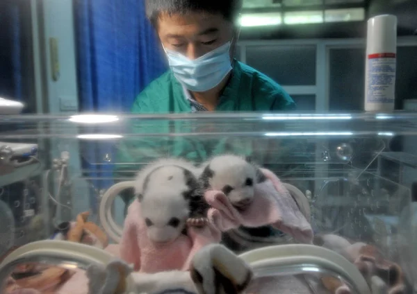 Kinesisk Anställd Tar Hand Gigantiska Panda Twin Ungar Inkubator Chongqing — Stockfoto