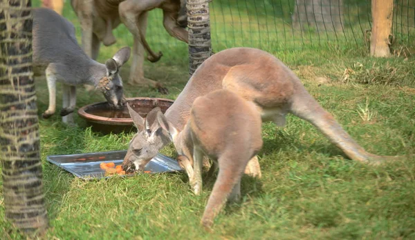 Kangaroos eat mooncake-shaped fodder in a zoo in Yangzhou city, east China\'s Jiangsu province, 13 September 2016