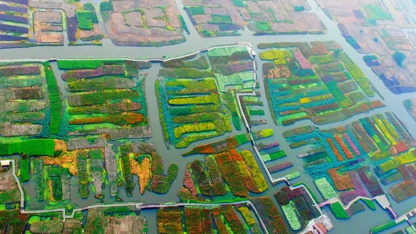 Flygfoto Över Färgglada Marigold Fält Naturskön Plats Xinghua City Östra — Stockfoto