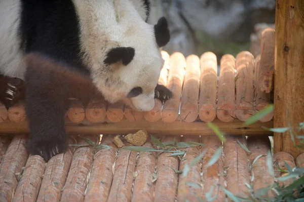 A giant panda eats mooncake-shaped fodder in a zoo in Yangzhou city, east China\'s Jiangsu province, 13 September 2016