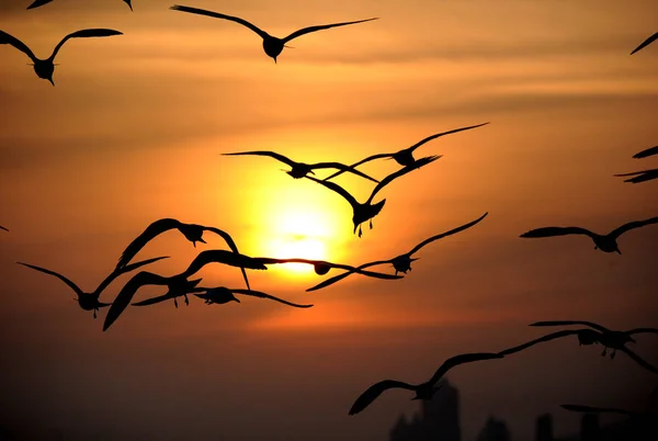 Gaivotas Voadoras São Silhuetas Contra Pôr Sol Sobre Cidade Dalian — Fotografia de Stock