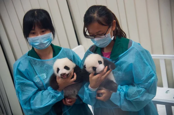 Trabalhadoras Enfermagem Mantêm Gêmeos Panda Gigantes Entregues Por Panda Gigante — Fotografia de Stock