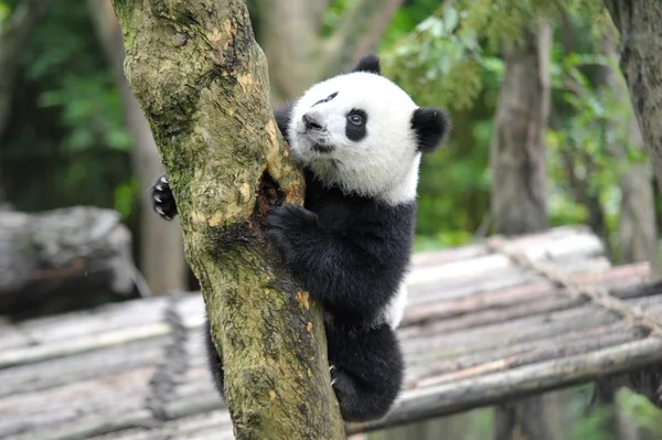 Jeden Bliźniaków Panda Giant Wspina Się Drzewo Chengdu Research Podstawy — Zdjęcie stockowe