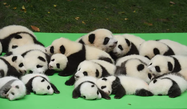 2016 年に生まれたジャイアント パンダのカブスが成都研究基地のパンダ繁殖 2016 日中国南西部の四川省成都市での公開イベントの中に展示されています — ストック写真