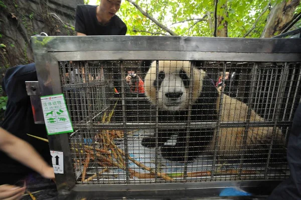 Panda Gigante Shuanghao Carga Una Camioneta Base Investigación Chengdu Cría — Foto de Stock