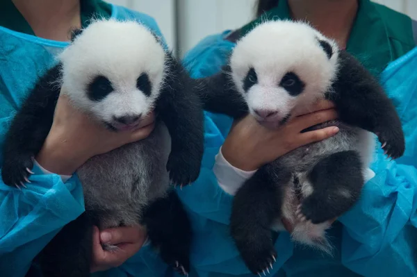 Trabajadores Enfermería Sostienen Gemelos Panda Gigantes Entregados Por Una Mujer — Foto de Stock