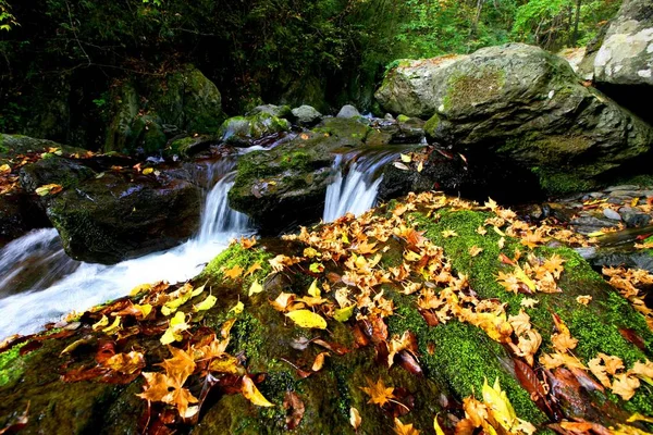 Paisaje Reserva Natural Nacional Shennongjia Otoño Distrito Forestal Shennongjia Provincia — Foto de Stock