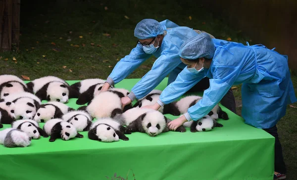 Guardianes Chinos Ponen Cachorros Panda Gigantes Nacidos 2016 Juntos Escenario — Foto de Stock