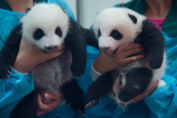 Verpleegkundige Werknemers Houden Giant Panda Twins Geleverd Door Vrouwelijke Giant — Stockfoto