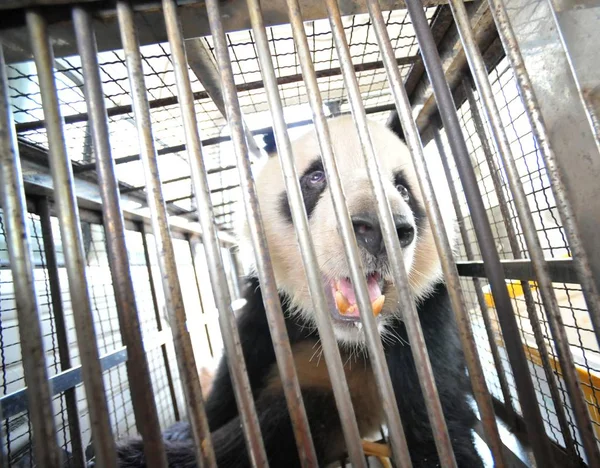 2016年9月18日 一对大熊猫双胞胎从中国西南四川省成都市杭州动物园被送回 被锁在成都大熊猫繁育研究基地的笼子里 — 图库照片