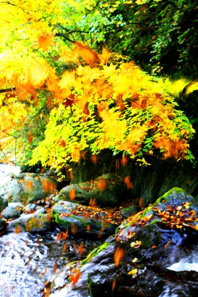 Landschaft Des Shennongjia National Nature Reserve Herbst Shennongjia Forstbezirk Der — Stockfoto