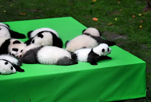 Giant Panda Cubs Γεννημένα 2016 Είναι Στην Επίδειξη Κατά Διάρκεια — Φωτογραφία Αρχείου
