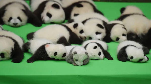 Giant Panda Cubs Γεννημένα 2016 Είναι Στην Επίδειξη Κατά Διάρκεια — Φωτογραφία Αρχείου