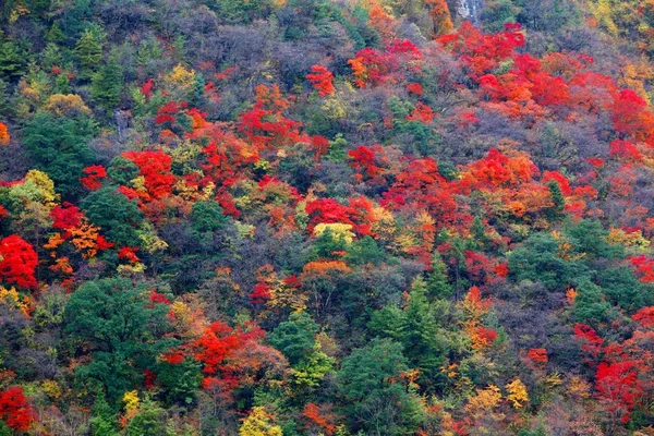 Landschaft Des Shennongjia National Nature Reserve Herbst Shennongjia Forstbezirk Der — Stockfoto