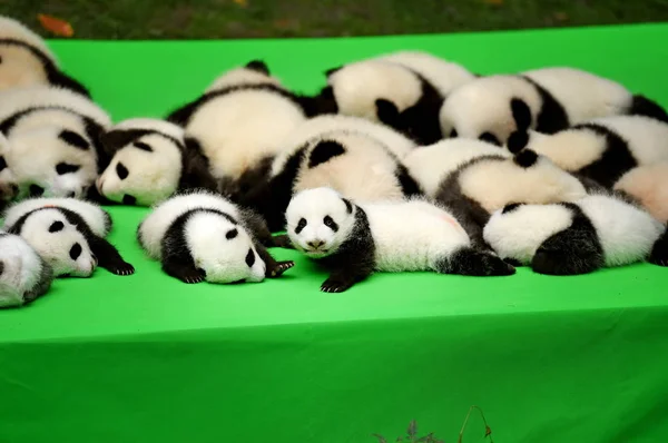 Los Cachorros Panda Gigantes Nacidos 2016 Exhiben Durante Evento Público —  Fotos de Stock