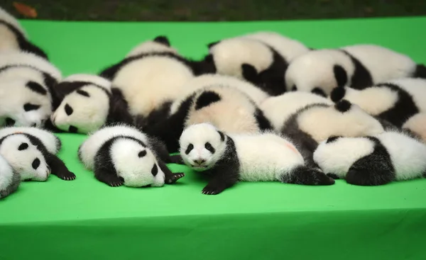 Los Cachorros Panda Gigantes Nacidos 2016 Exhiben Durante Evento Público —  Fotos de Stock