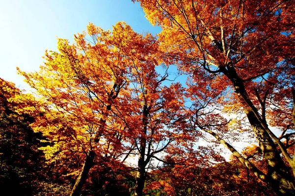 Landschaft Des Shennongjia National Nature Reserve Herbst Shennongjia Forstbezirk Der — Stockfoto