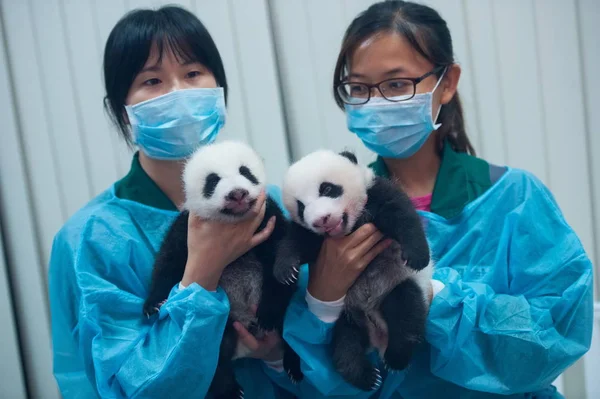 Pracownicy Pielęgniarstwa Posiadają Gigantyczne Panda Twins Dostarczone Przez Kobiety Gigant — Zdjęcie stockowe