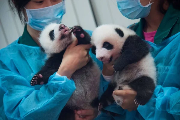 Trabajadores Enfermería Sostienen Gemelos Panda Gigantes Entregados Por Una Mujer — Foto de Stock