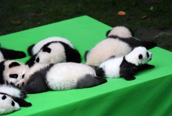 Die 2016 Geborenen Babys Des Großen Pandas Werden Während Einer — Stockfoto