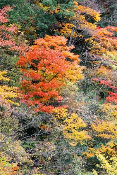 Landschaft Des Shennongjia National Nature Reserve Herbst Shennongjia Forstbezirk Der — Stockfoto