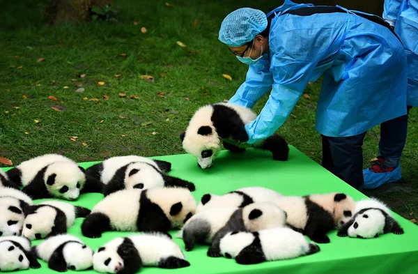 Cuidador Chino Reúne Cachorros Panda Gigantes Nacidos 2016 Durante Evento — Foto de Stock