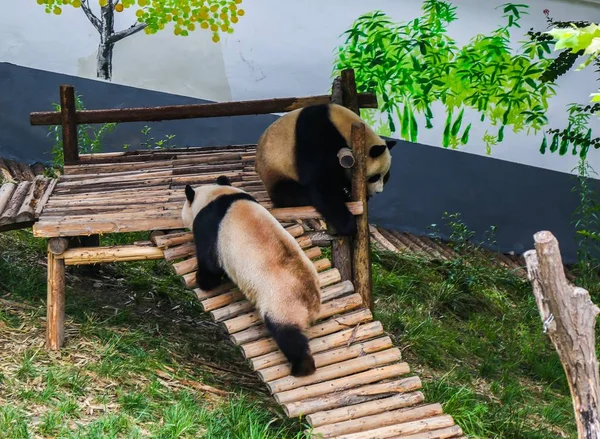 Deux Pandas Géants Boueux Sont Représentés Sur Stand Bois Dans — Photo