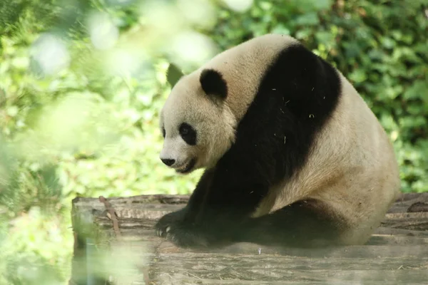 在中国西北陕西省汉中市阳县华阳古镇风景区 一只大熊猫在一个木架上休息 — 图库照片