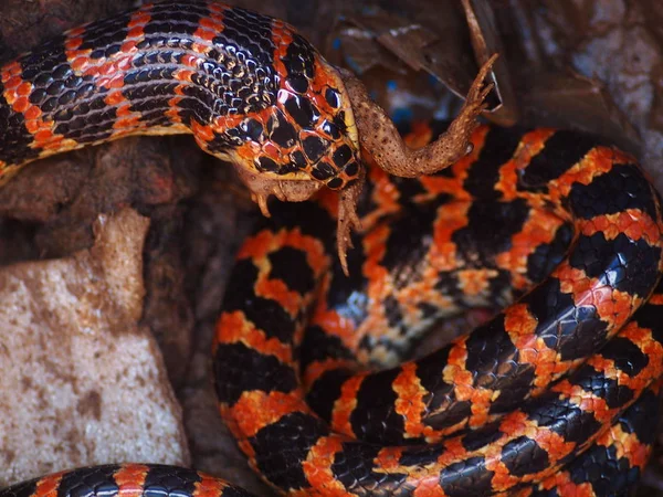 Uma Cobra Lycodon Vermelha Preta Come Sapo Poço Casa Fazendeiro — Fotografia de Stock