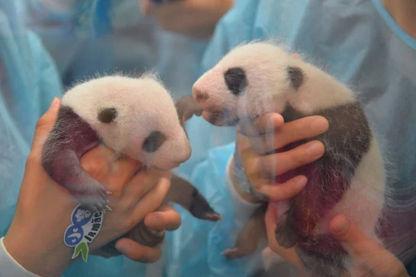 Los Cuidadores Muestran Los Cachorros Gemelos Panda Gigantes Mes Edad — Foto de Stock