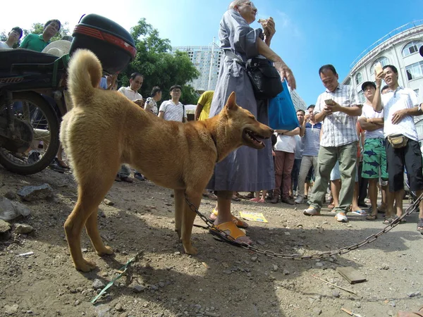 在中国南方广西壮族自治区玉林市举行的玉林狗吃节上 一只被杀的狗在自由市场被铁链锁住 — 图库照片