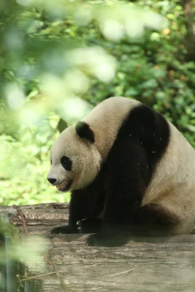 Panda Gigante Descansa Estande Madeira Ponto Cênico Huayang Ancient Town — Fotografia de Stock