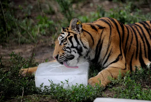 Tigru Siberian Linge Gheața Pentru Răci Arzător Guaipo Northeast Tiger — Fotografie, imagine de stoc