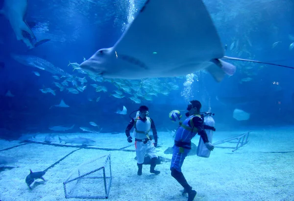 Mergulhadores Chineses Jogam Futebol Entre Animais Marinhos Durante Uma Olimpíada — Fotografia de Stock