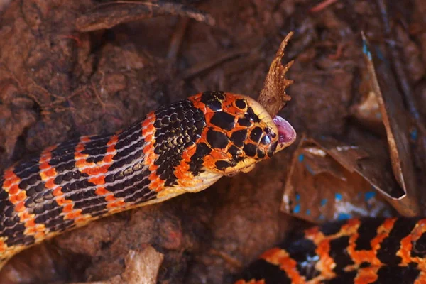 Serpente Licodonte Rosso Nero Mangia Rospo Nel Pozzo Casa Contadino — Foto Stock