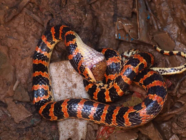 Uma Cobra Lycodon Vermelha Preta Come Sapo Poço Casa Fazendeiro — Fotografia de Stock