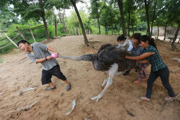 Chinese Keepers Try Drag Ostrich Jinlu Ostrich Amusement Park Zhengzhou — Stock Photo, Image