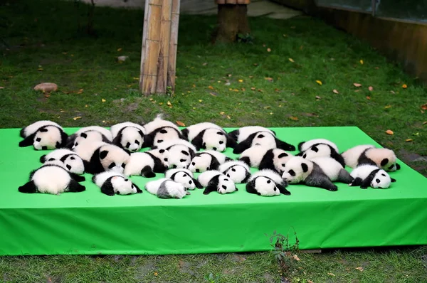 2016 年に生まれたジャイアント パンダのカブスが成都研究基地のパンダ繁殖 2016 日中国南西部の四川省成都市での公開イベントの中に展示されています — ストック写真