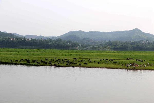 Enxame Búfalos Come Grama Uma Ilha Rio Jialing Depois Nadar — Fotografia de Stock