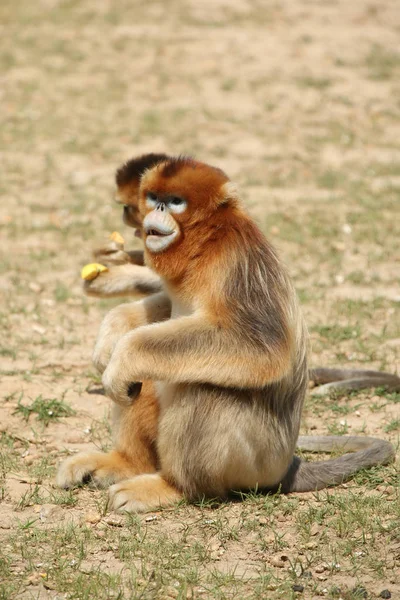 Macacos Dourados São Retratados Ponto Cênico Huayang Ancient Town Condado — Fotografia de Stock